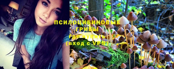 шишки Арсеньев